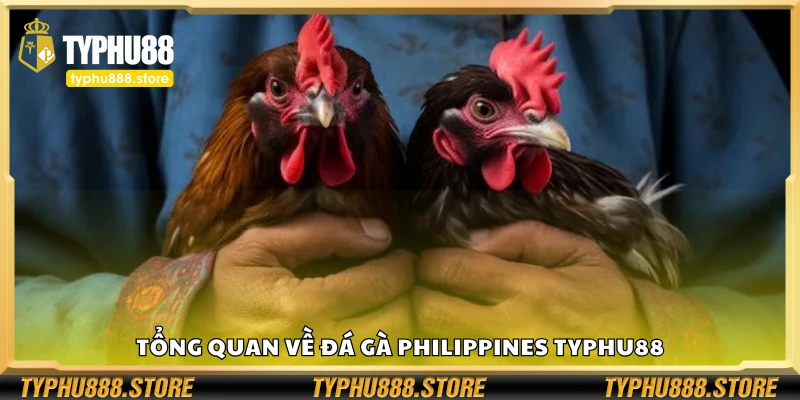 Tìm hiểu về đá gà Philippines Typhu88