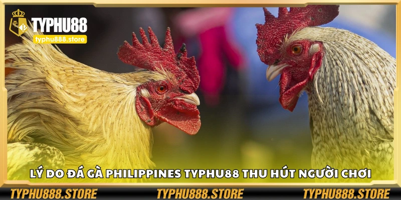 Lý do đá gà Philippines Typhu88 thu hút người chơi