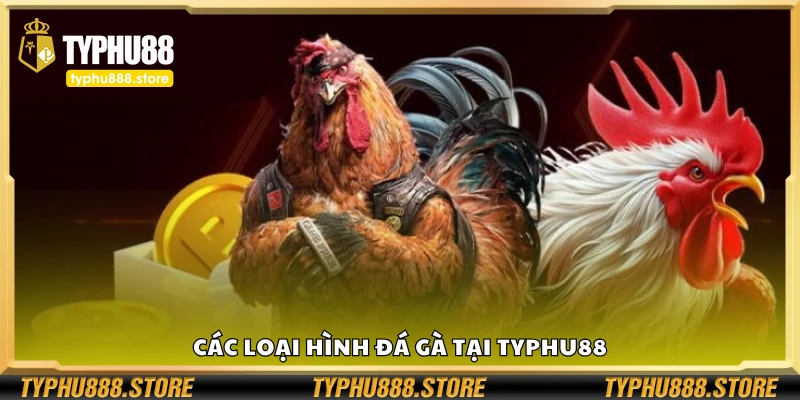 Một số loại hình đá gà tại Typhu88