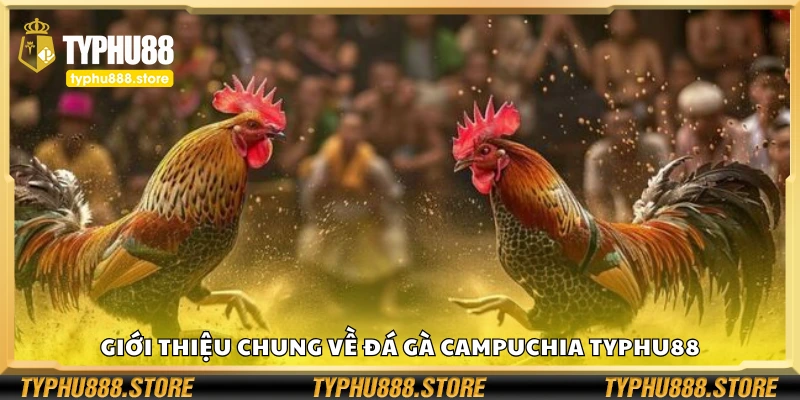Thông tin chung về đá gà Campuchia Typhu88