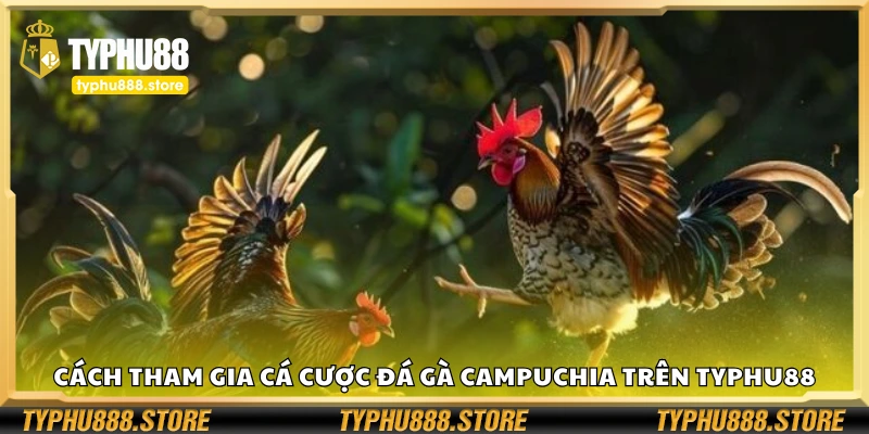 Các bước tham gia cá cược đá gà Campuchia Typhu88