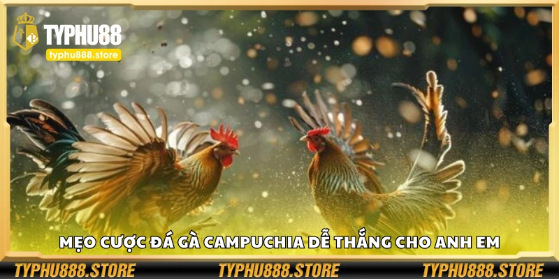 Các mẹo cược đá gà Campuchia dễ thắng cho anh em