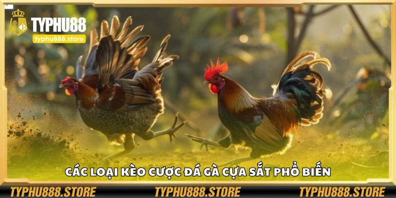 Một số loại kèo cược đá gà cựa sắt phổ biến