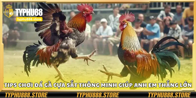 Top tips chơi đá gà cựa sắt thông minh giúp anh em thắng lớn